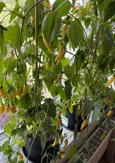 Chiliplantor av typen Hot Lemon som har odlats från frö i en lägenhet i Sverige och är redo att skördas.