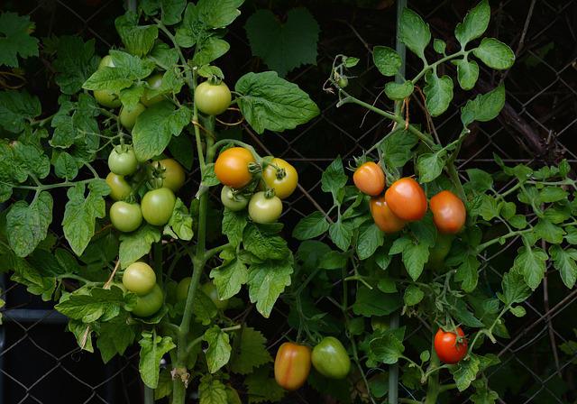 Hemma odlade tomater.